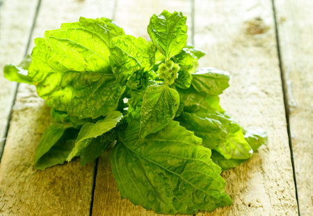 Green basil plant on wooden table