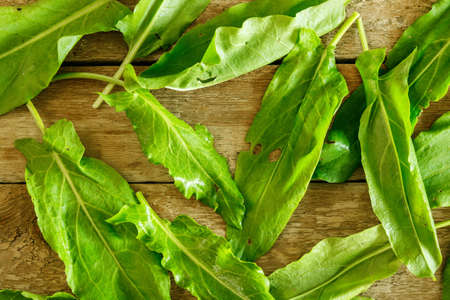 Green sorrel leaves on wooden tableの写真素材