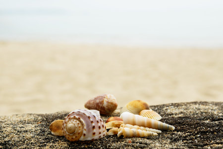 Different seashells and sand on wooden surface