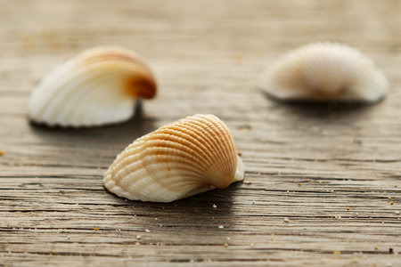 Different seashells on a wooden surface