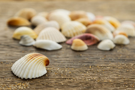 Different seashells on a wooden surface