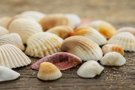Different seashells on a wooden surface
