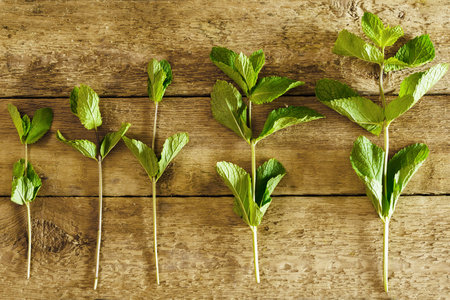 Twigs of fresh green mint on wooden table