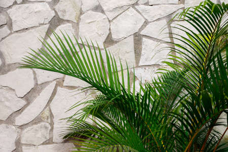 Palm leaves and white stone wallの写真素材
