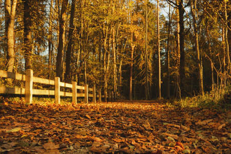 Beautiful landscape of  autumn park at warm sunny dayの写真素材