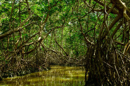River in the forest with a mangrove treesの写真素材
