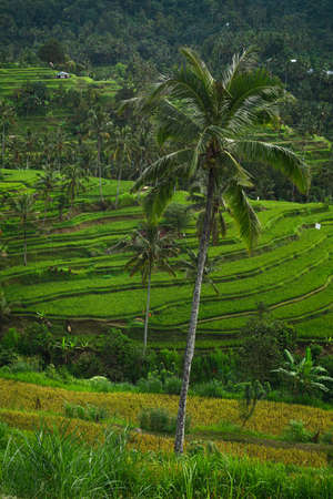 Beautiful view of rice terraces with a palm treesの写真素材