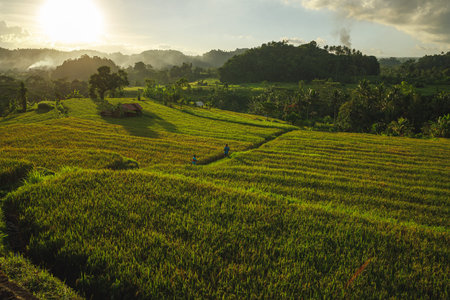 Rice field and sunset light
