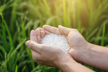 Closeup of female hands with white rice harvestの写真素材