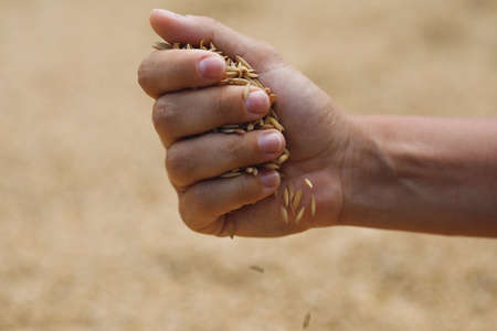 Harvest of ripe rice grains in female handの写真素材