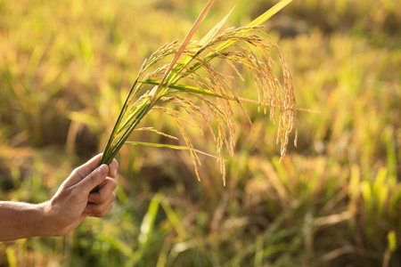 Female hand with a rice plant with cerealの写真素材