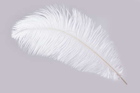 White ostrich feather isolated on gray backgroundの写真素材