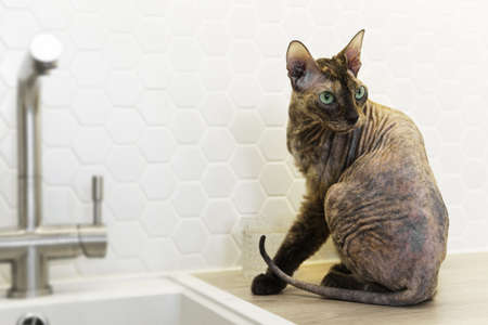 Sphynx cat sitting beside a sink in the kitchenの写真素材