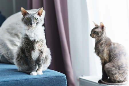 Cute and smart sphynx cats at homeの写真素材