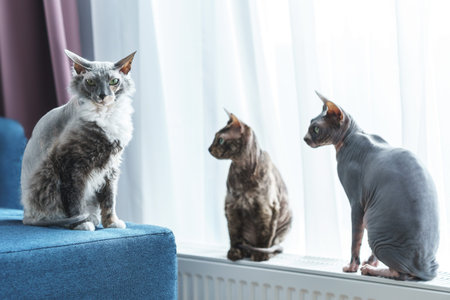 Cute and smart sphynx cats at home