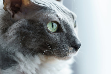 Portrait of Donskoy Sphynx cat at homeの写真素材