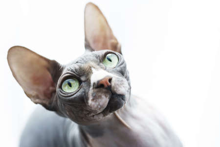 Portrait of cute Canadian sphynx cat at homeの写真素材