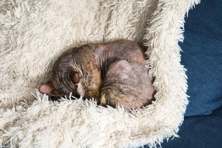 Lazy cute cat is sleeping on the sofaの写真素材