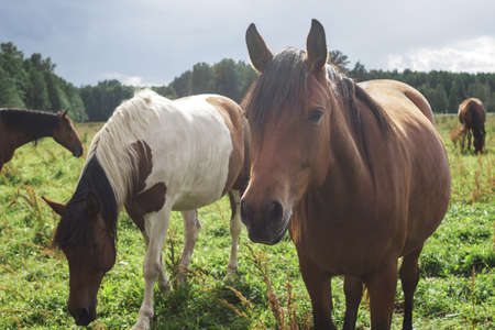 Beautiful horses eating grass in the fieldの写真素材