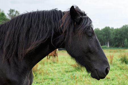 Portrait of beautiful black horse in the field