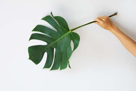 Tropical leaf Monstera deliciosa on white backgroundの写真素材