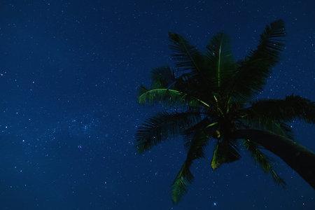 Scenic night sky with a lot of stars and palm treeの写真素材