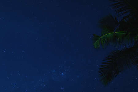 Scenic night sky with a lot of stars and palm treeの写真素材