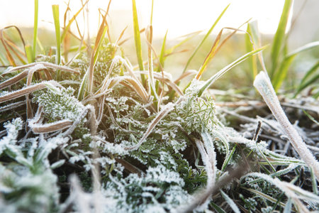 Closeup of frozen grass after first frostの写真素材