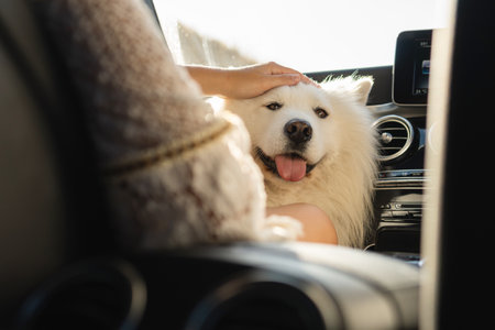 Cute Samoyed dog inside a modern car during a road tripの写真素材