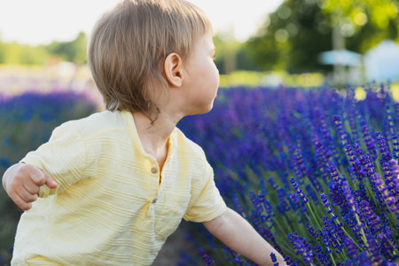 Cute baby boy playing in the lavender fieldの写真素材