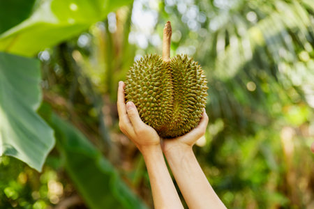 Closeup of female hands with spiked durian fruitの写真素材