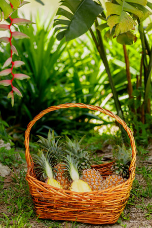 Closeup of basket full of fresh ripe pineapplesの写真素材