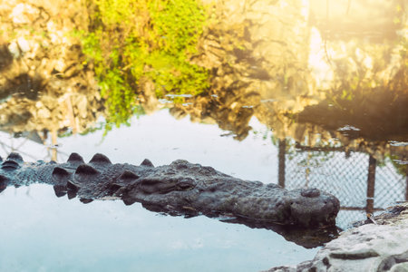 Large alligator hiding in the riverの写真素材