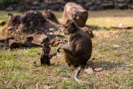 Macaque monkeys, mother and baby monkey.