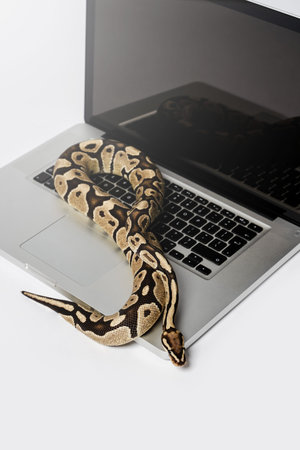 Python snake and laptop computer. Concept of using high-level programming language for software...