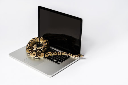 Python snake and laptop computer. Concept of using high-level programming language for software engineering.の写真素材