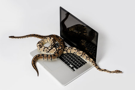 Python snakes and laptop computer. Concept of using high-level programming language for software...