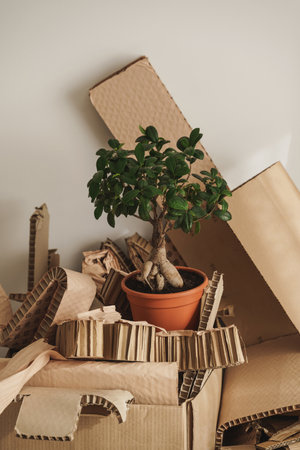 Stack of Cardboard Waste and Ficus potted plant at home. Concepts of Paper Recycling and Waste Sorting and Saving Treesの写真素材
