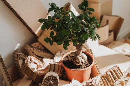 Stack of Cardboard Waste and Ficus potted plant at home. Concepts of Paper Recycling and Waste Sorting and Saving Treesの写真素材