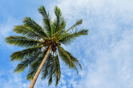 Background of green coconut palm tree and beautiful sky with clouds