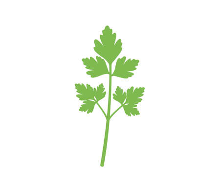 Parsley icon.  Flat parsley illustration on white background. Green parsley vector.  Fresh parsley.  Coriander icon.のイラスト素材