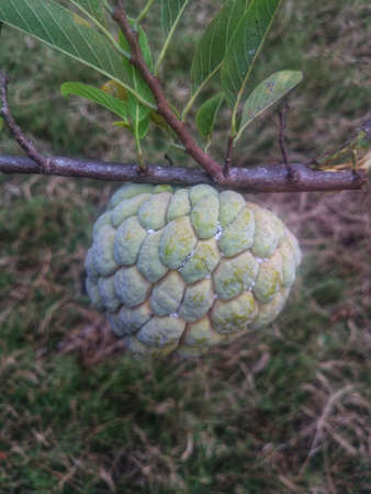Srikaya or Annona squamosa is a plant of the Annonaceae family which has a million benefits - Imageの写真素材