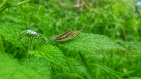 Camouflage two grasshoppers on green grassの写真素材