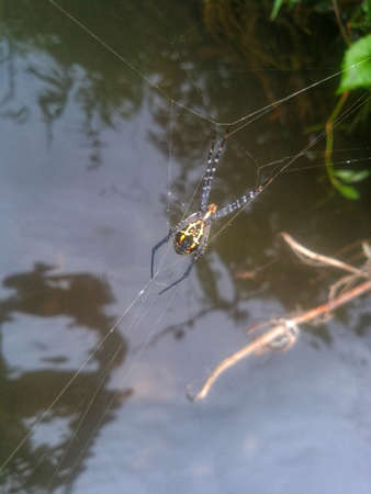 A spider web in nature backgroundの写真素材
