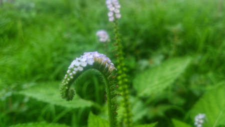 Green grass with charming white flowersの写真素材