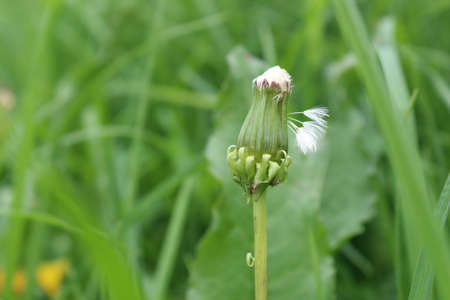 White flowers between the green leavesの写真素材