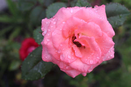Field of pink roses (Rosaceae), Flowers in bloomの写真素材
