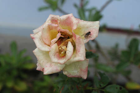 Field of pink roses (Rosaceae), Flowers in bloomの写真素材