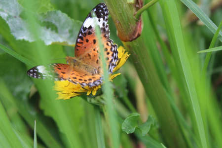 A view of a butterfly taking yellow flower essenceの写真素材