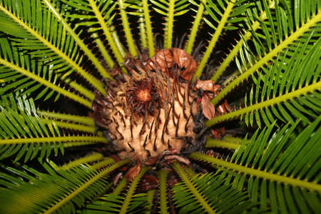 Ornamental plants with thorny stems at night, forming a beautiful motifの写真素材